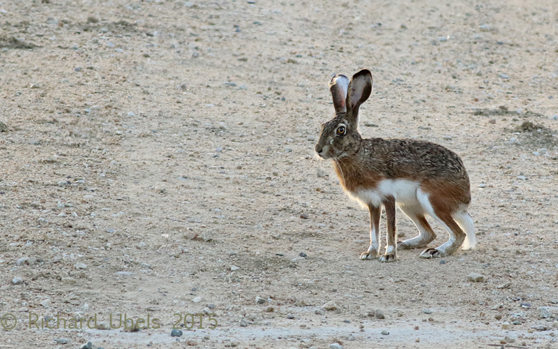 Iberische Haas - Granada Hare - Lepus granatensis