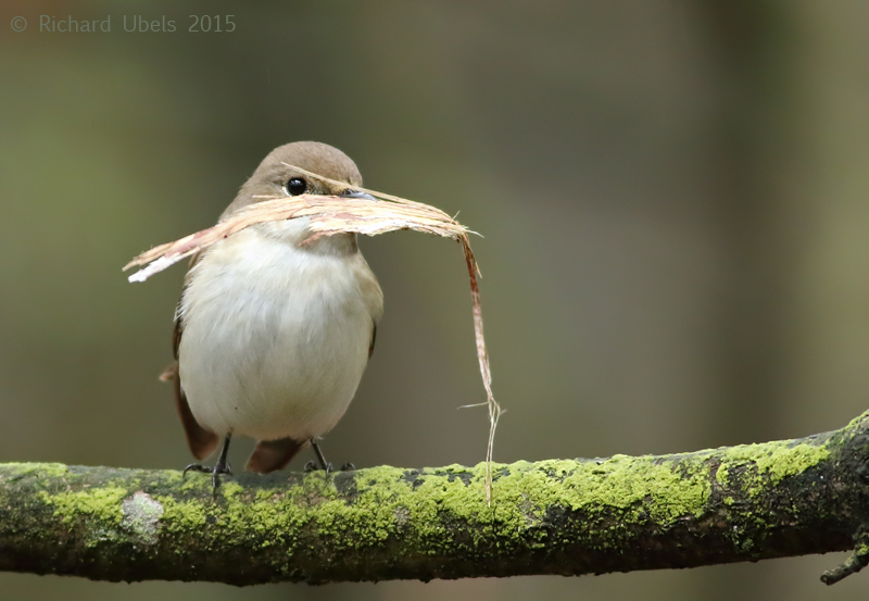 Bonte Vliegenvanger - European Pied Flycatcher - Ficedula hypoleuca