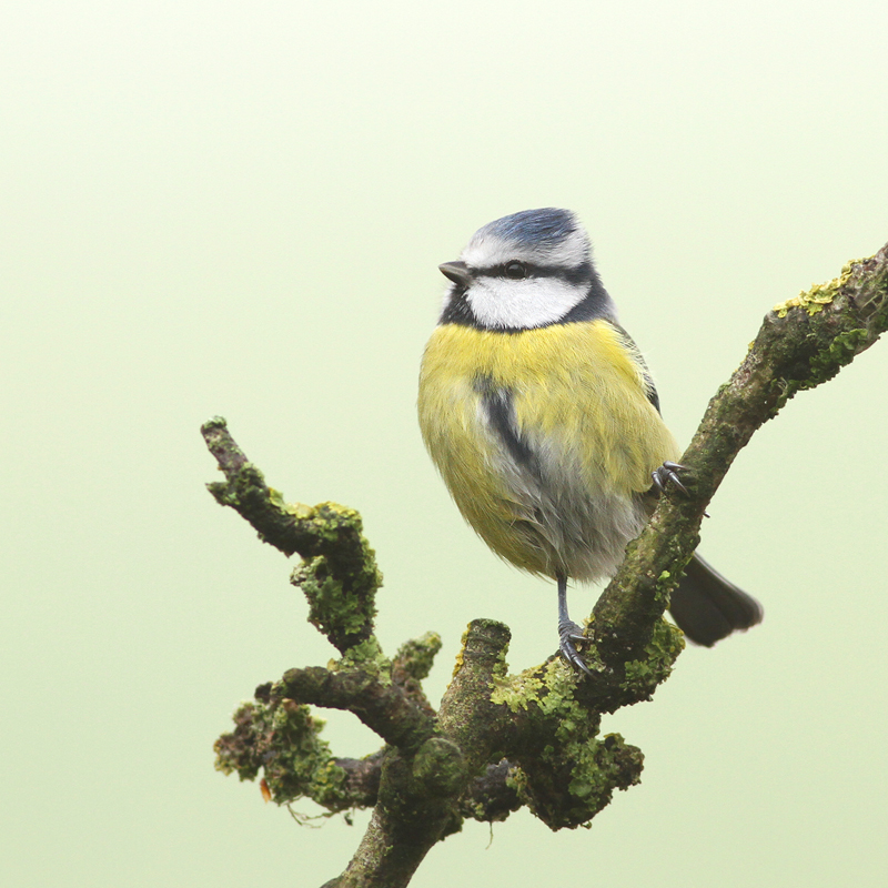 Pimpelmees - Blue Tit - Cyanistes caeruleus