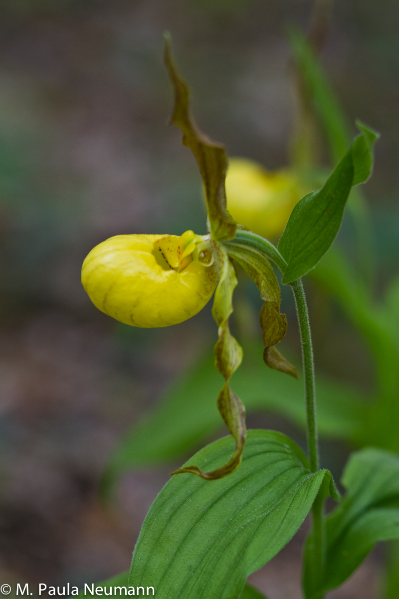 yellow lady slipper