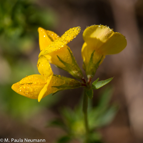 Maine 2012 neoc-117.jpg