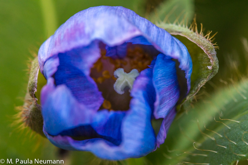 _MG_5293.jpg