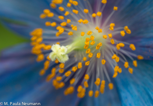 _MG_5501.jpg
