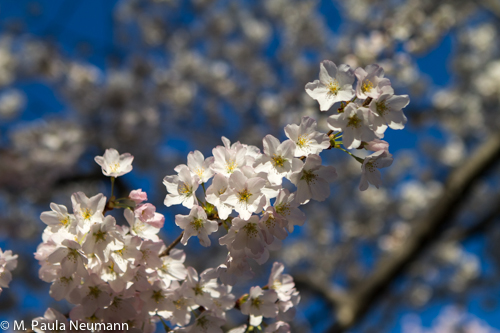 _MG_6617.jpg