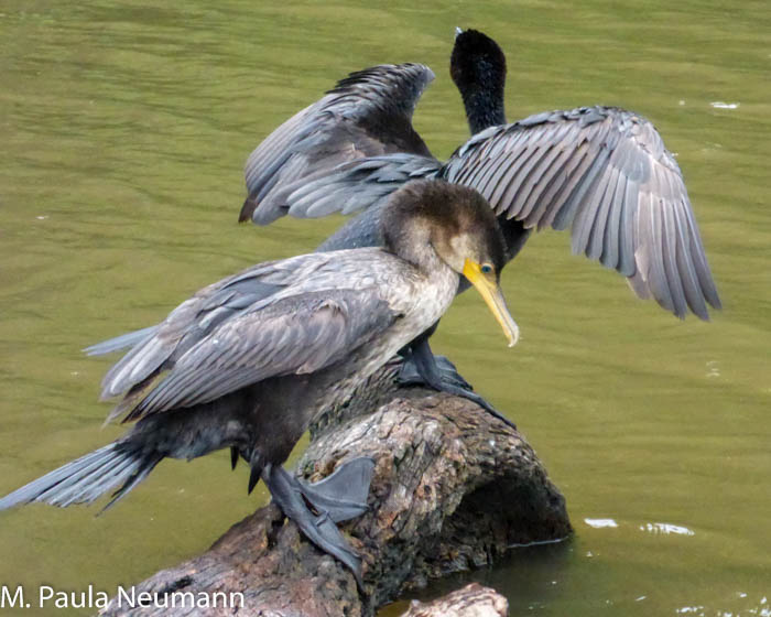Cormorants