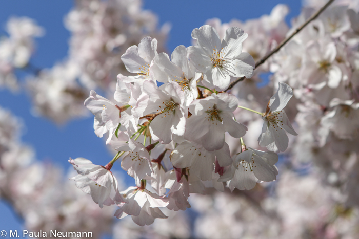 Cherry blossoms