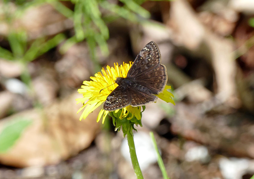 Hesprie du chne - Juvenals Duskywing - Erynnis juvenalis - Hesprids - (3947)