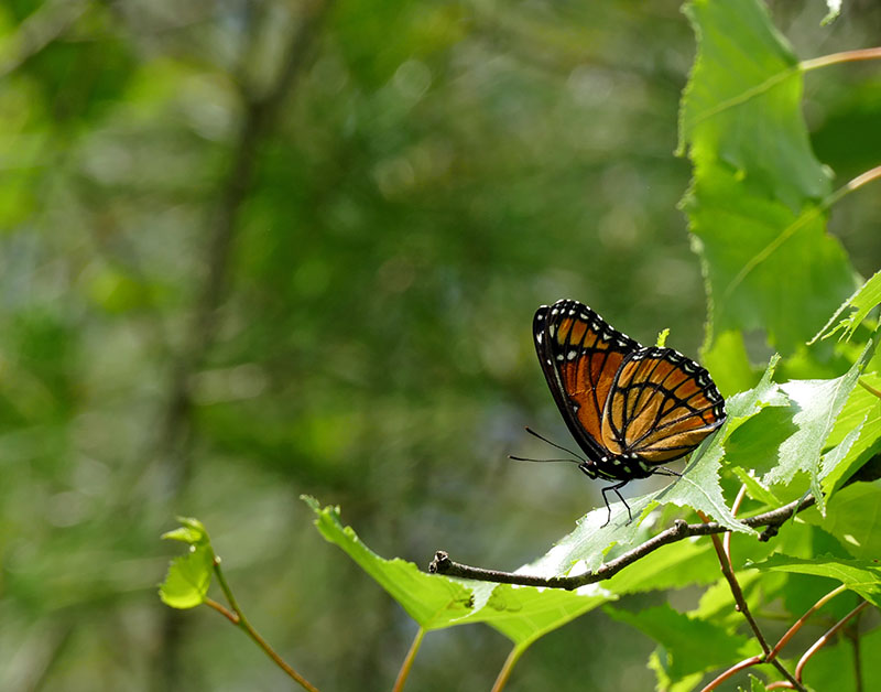 Vice-roi  - Viceroy - Lemenitis archippus - Nymphalids - (4523) 