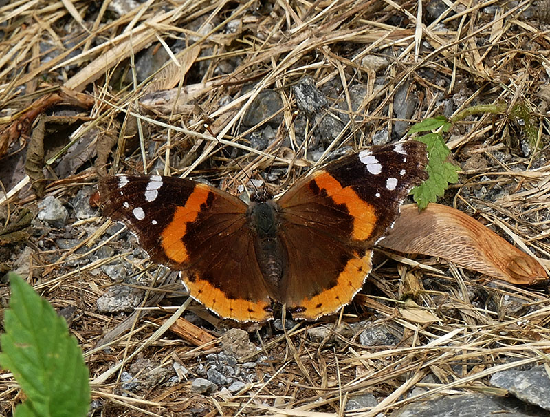 Vulcain - Red Admiral - Vanessa atalanta rubria - Nymphalids - (4437 a)