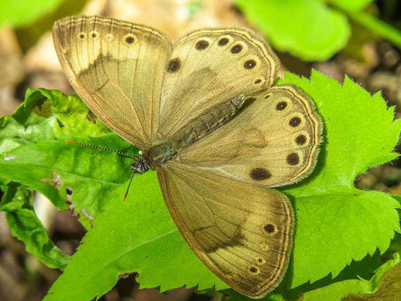 Sayre ocell - Eyed Brown - Satyrodes eurydice - Nymphalids - (4568.3)