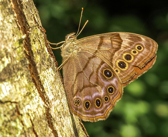 Satyre Perl - Northern Pearly-eye - Enodia anthedon - Nymphalids - (4568.1)