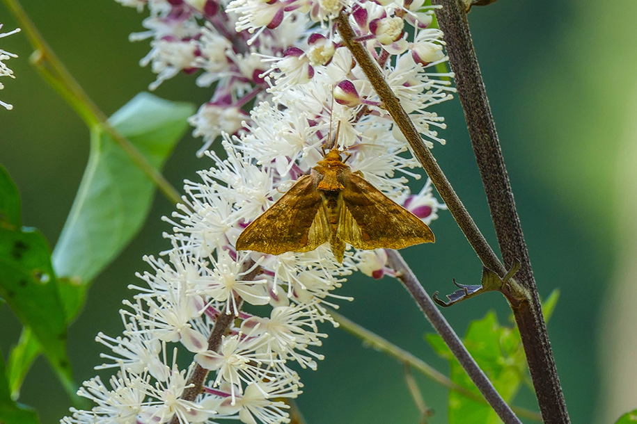 Papillon(sp) - Butterfly(sp)