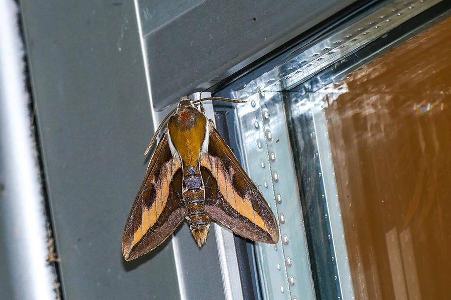 Sphinx du gaillet - Galium Sphinx - Hyles gallii - Sphingids - (7893)