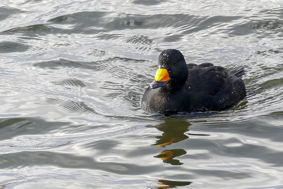 Macreuse  bec jaune - Black scoter - Melanitta americana - Anatids 