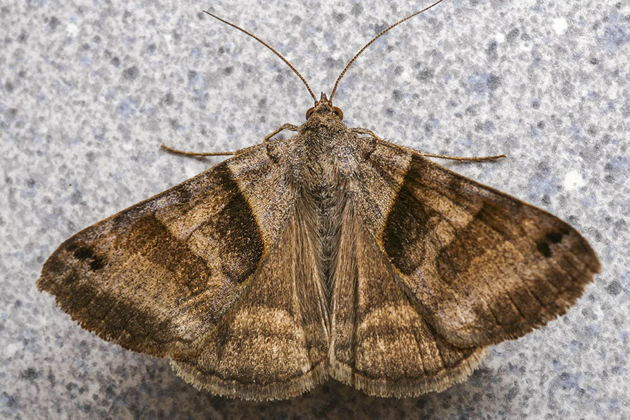 Arpenteuse du trfle - Clover Looper - Caenurgina crassiuscula - Erebids - (8738)