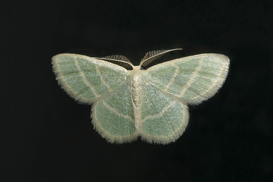 Arpenteuse des ronces - Blackberry Looper - Chlorochlamys chloroleucaria - Geometrids - (7071)