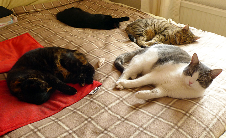 Chile, PepC, Marmite and Minnie
