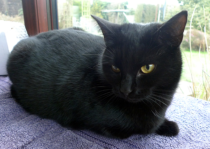 Marmite