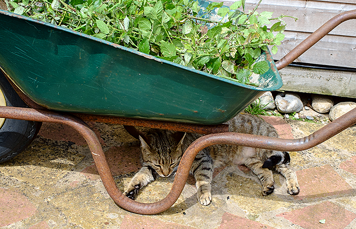 Minnie in the shade