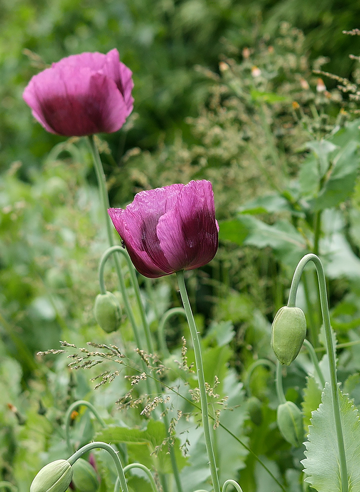 Purple Poppy