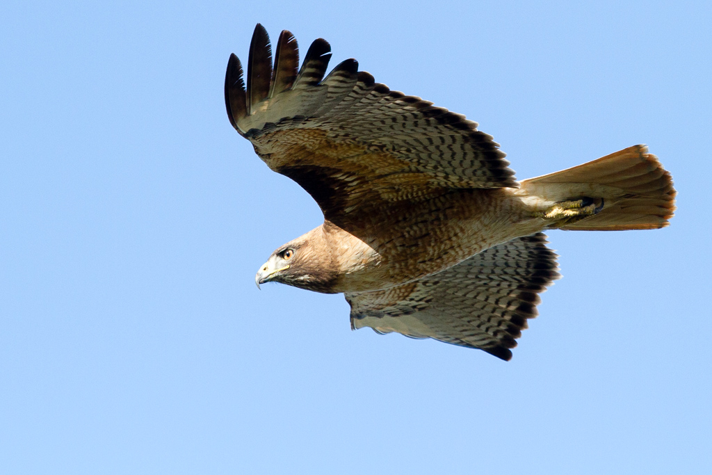 Red-tailed Hawk