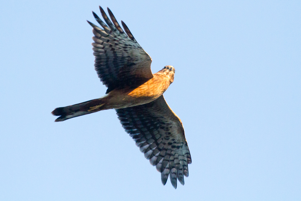 Northern Harrier