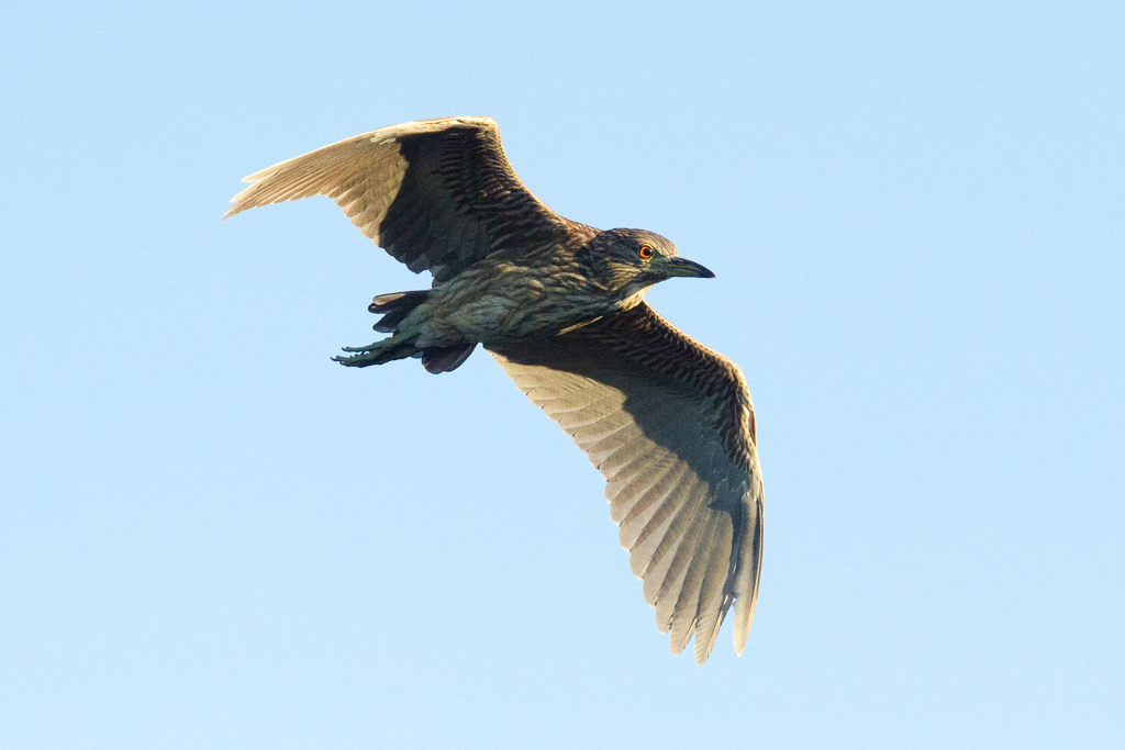 Juvenile Black-crowned Night Heron