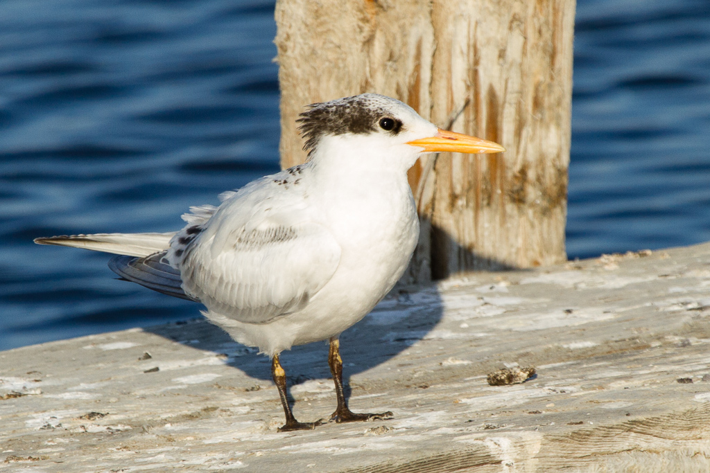 Elegant Tern