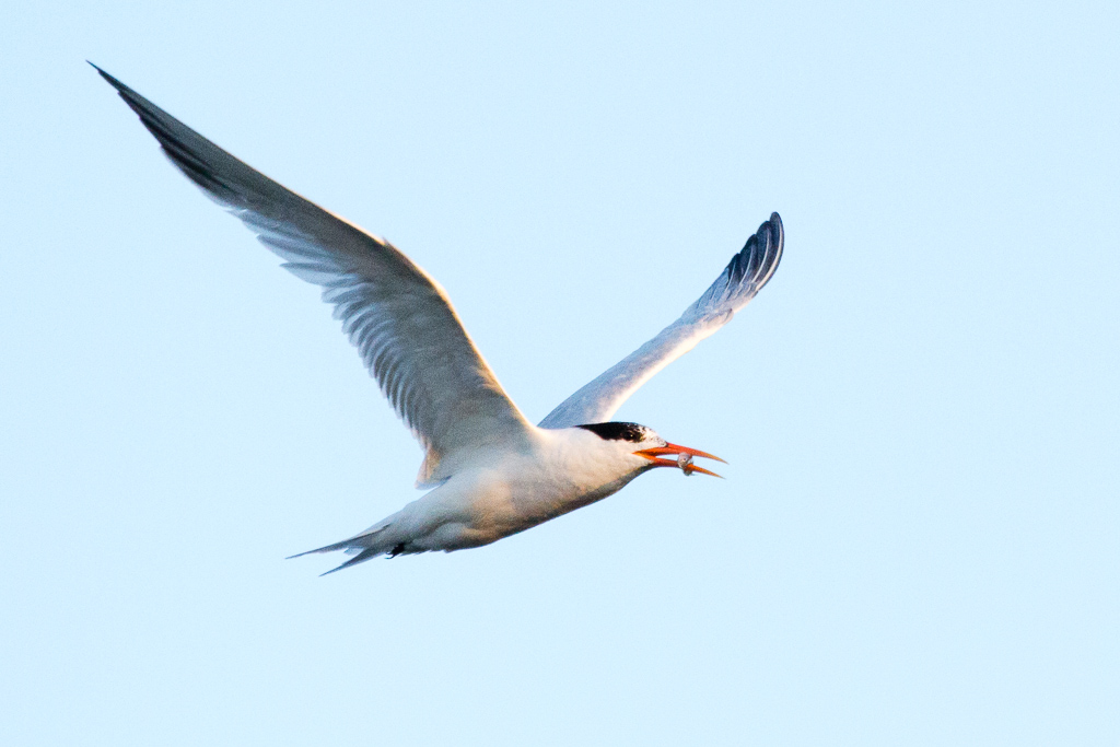 Elegant Tern with fish