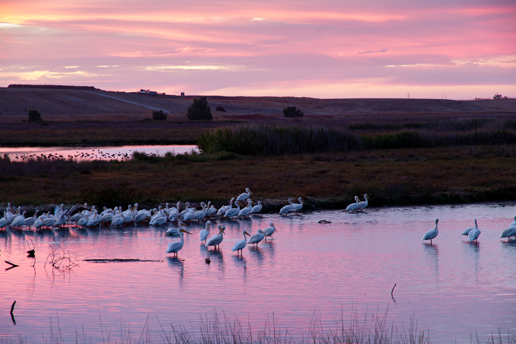 White Pelicans at Sunset