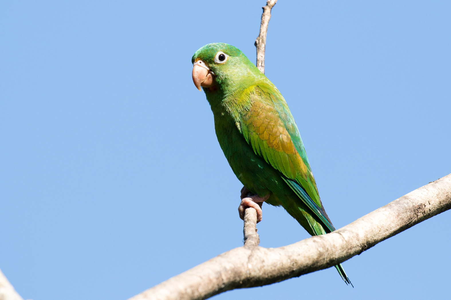 Orange-chinned Parakee