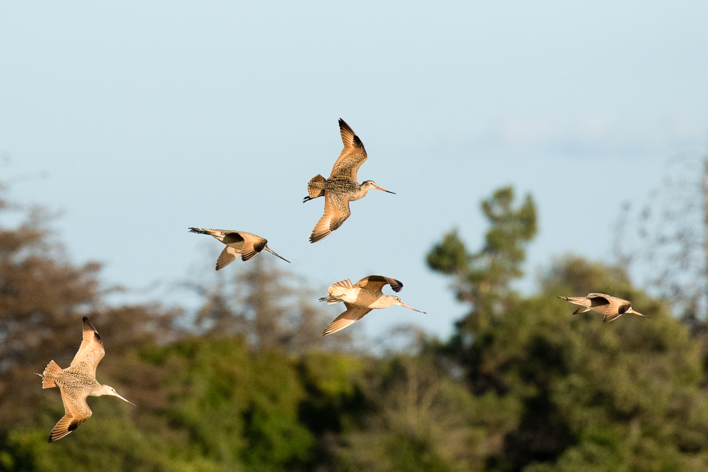 Marbled Godwits