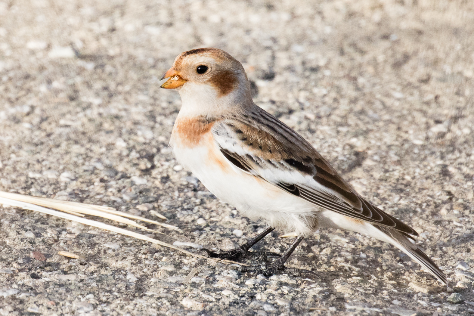 Snow Bunting