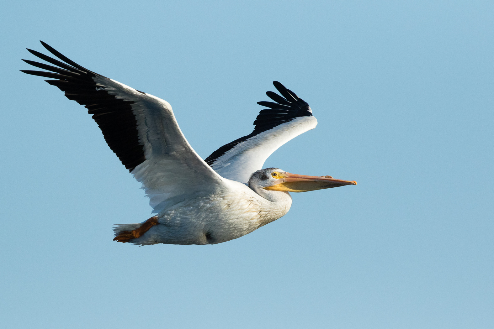 American White Pelican