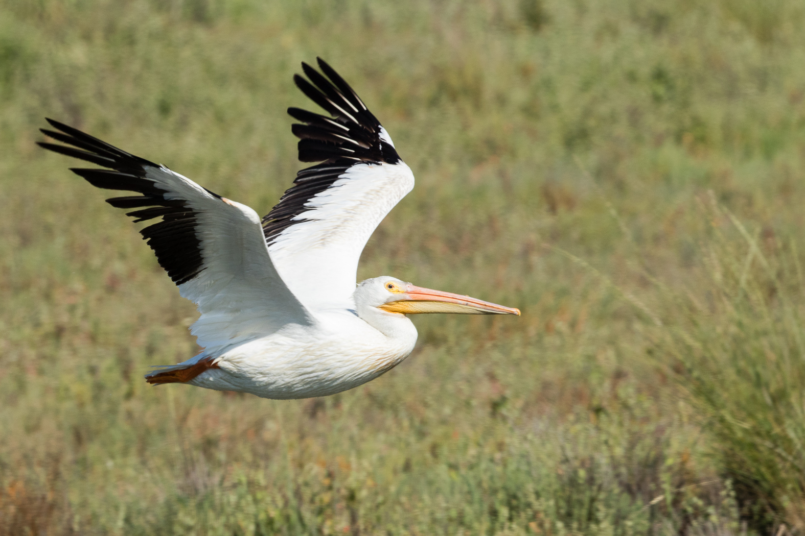 American White Pelican