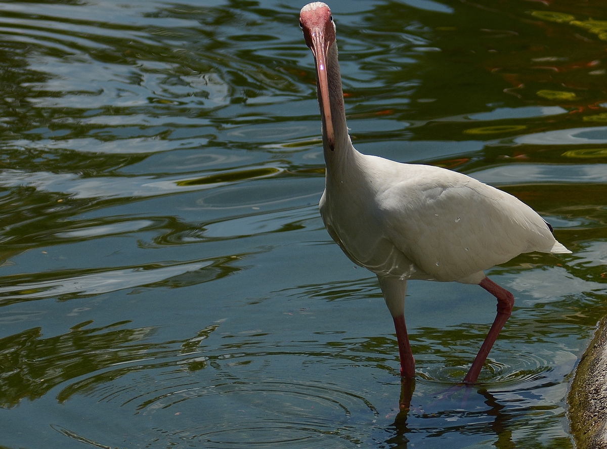 Bird.jpg