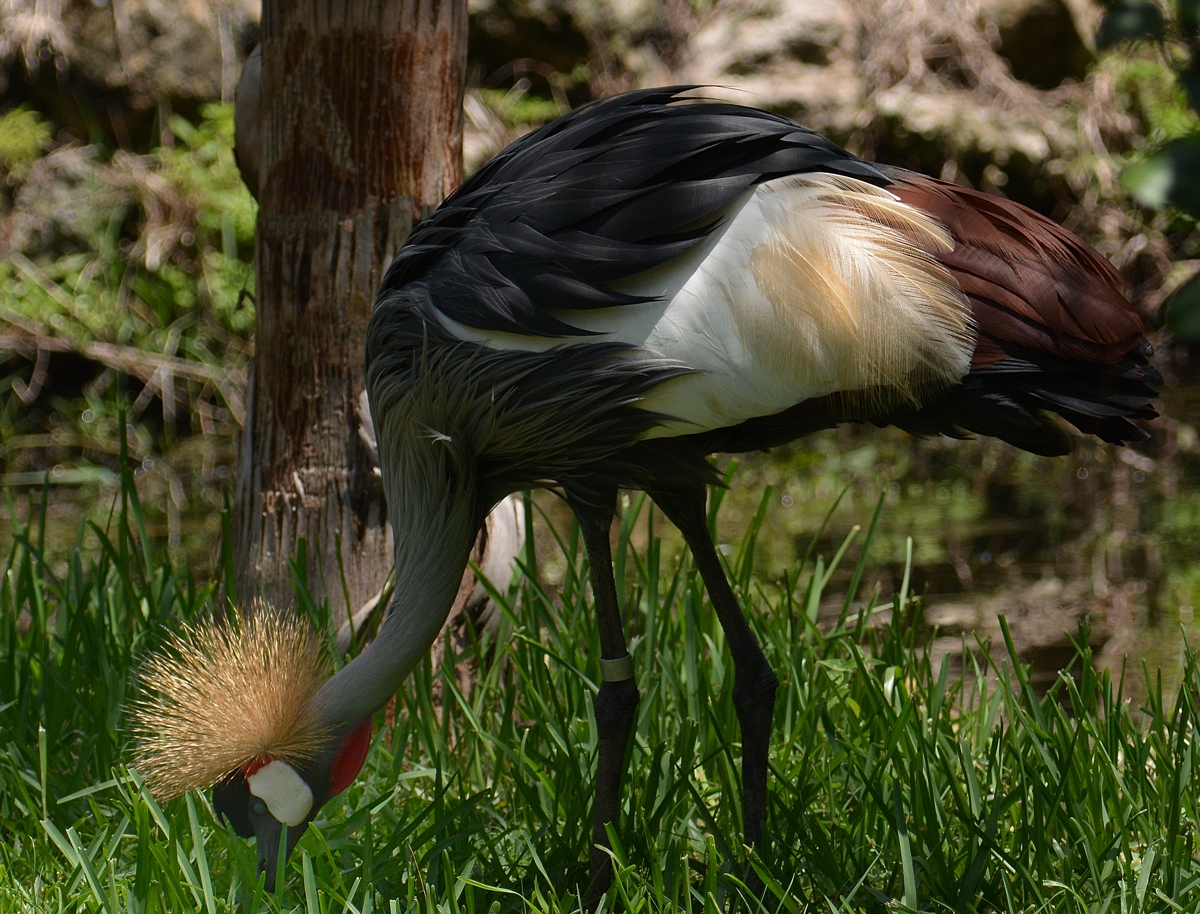 Bird4.jpg