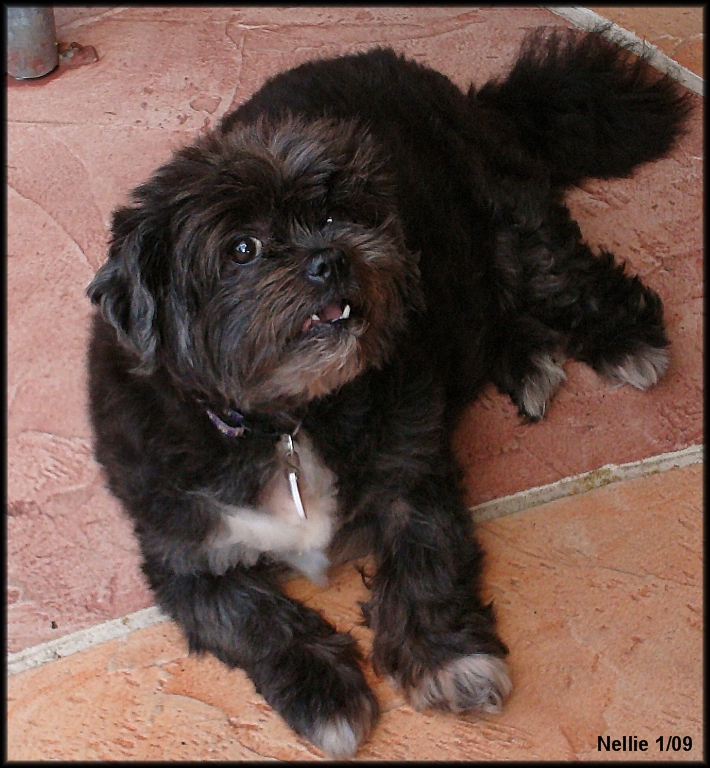 108615833.3JvnhpZb.Nellie2.jpg
