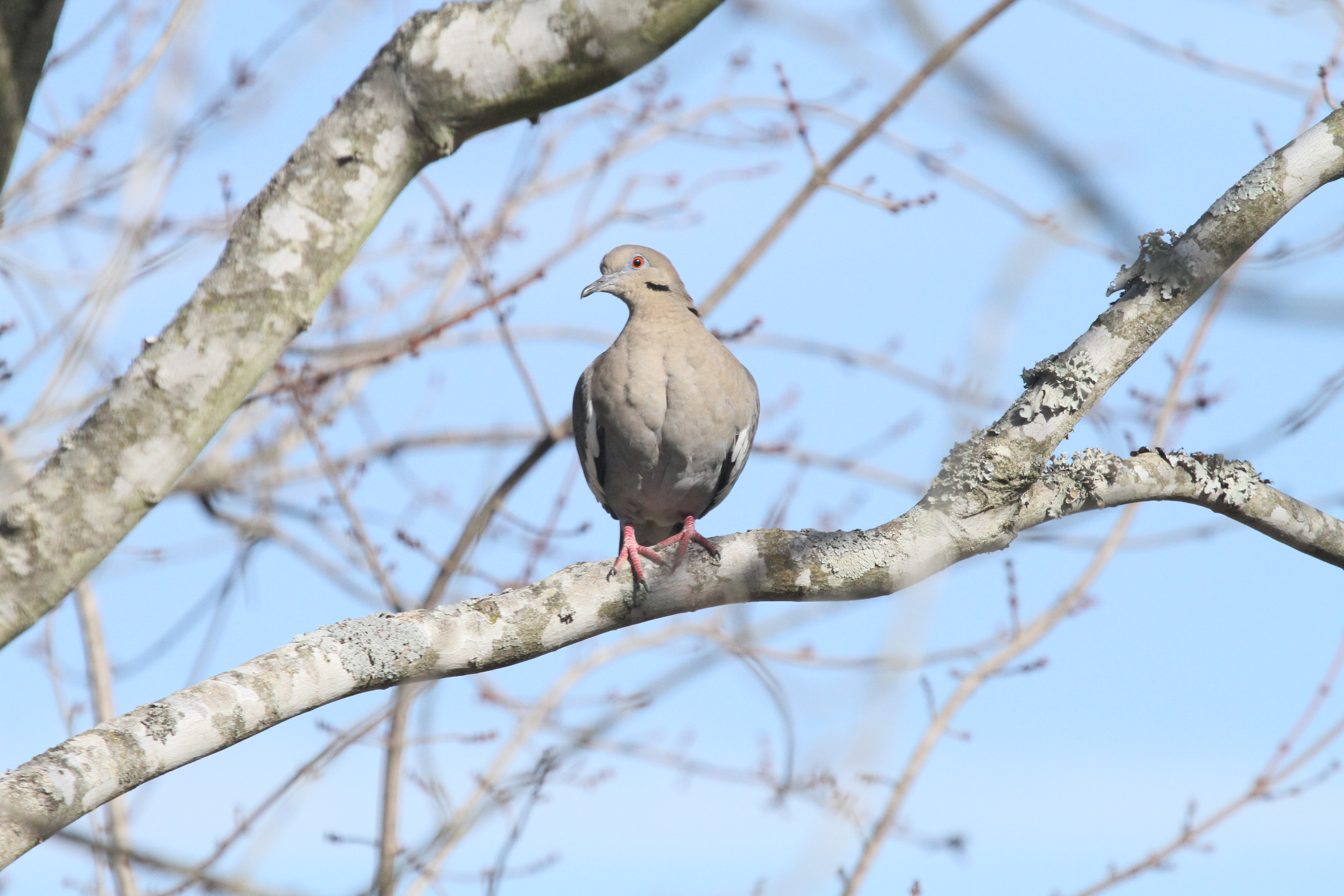 White-winged Dove in Clarksville- you can see the white wing edges on both sides here.