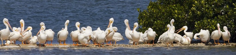6.  White Pelicans on Tarpon Bay.