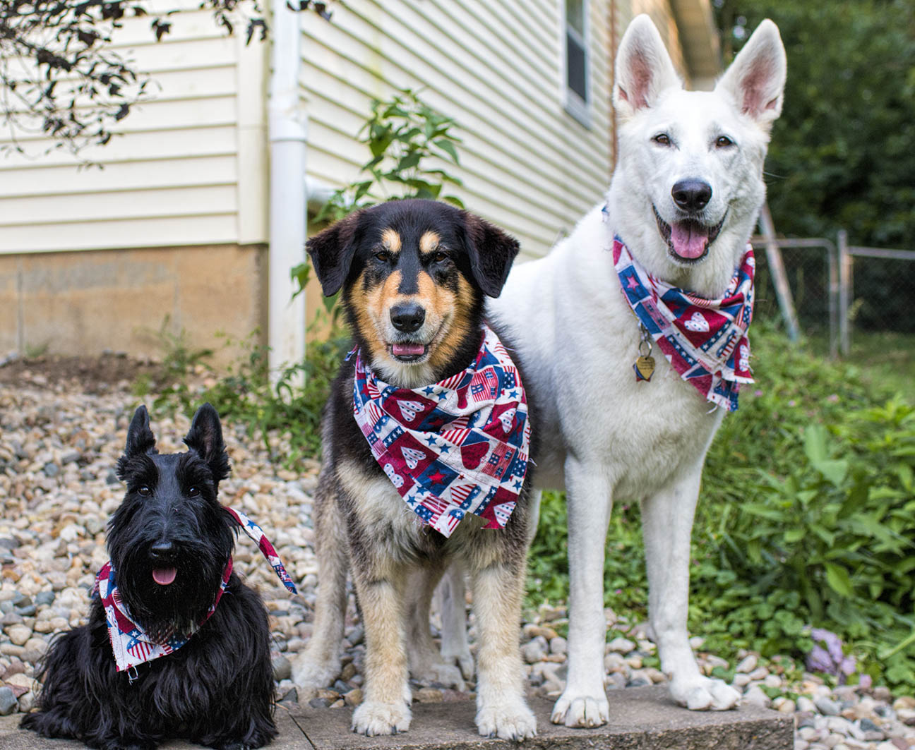 The Pack
