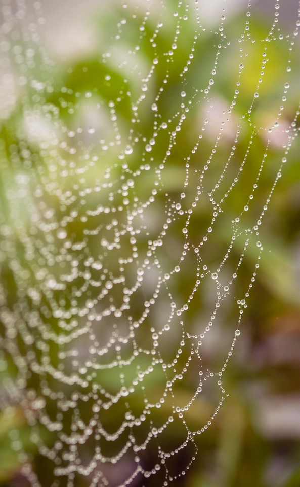 Web Of Wonder