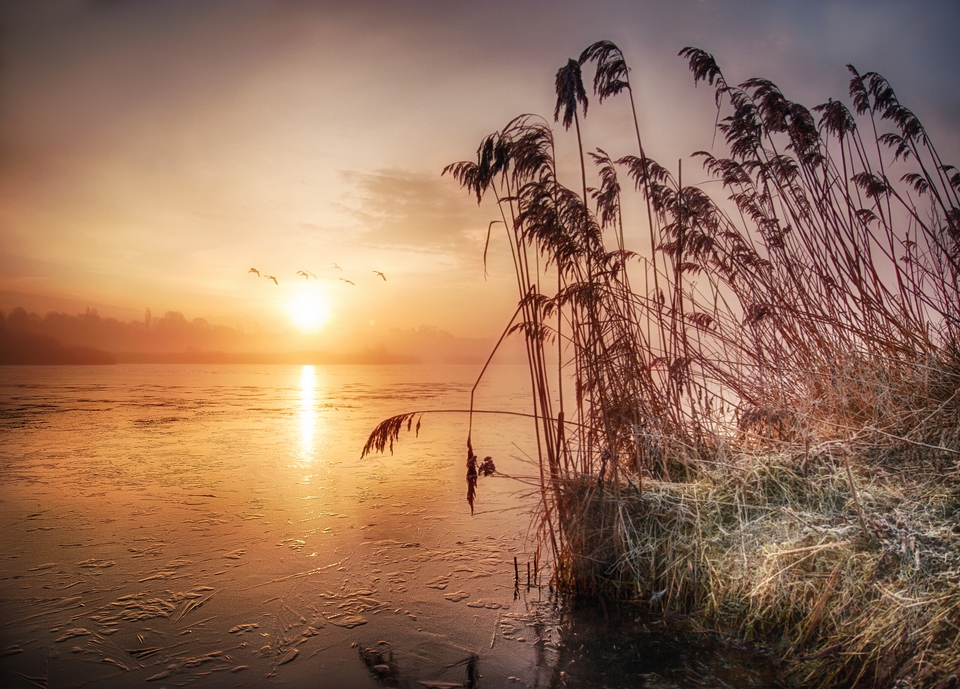 Foggy Frosty Morning