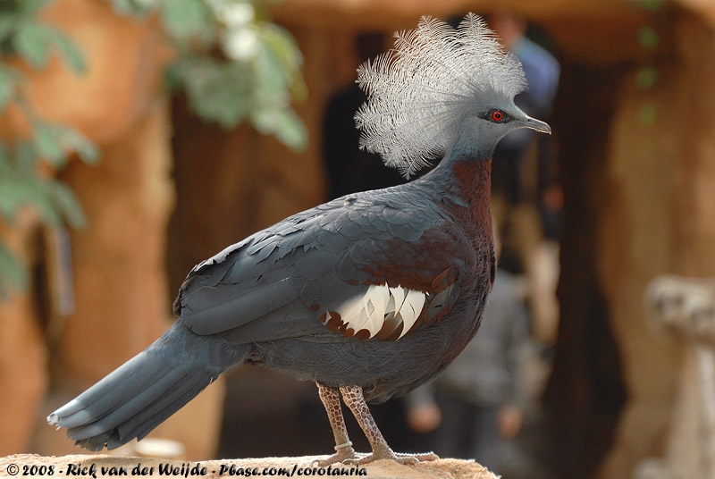 Sclaters Crowned Pigeon<br><i>Goura sclaterii</i>