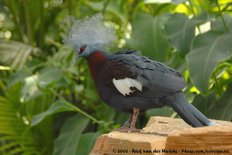 Sclaters Crowned Pigeon<br><i>Goura sclaterii</i>