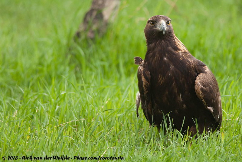 Golden Eagle<br><i>Aquila chrysaetos canadensis</i>