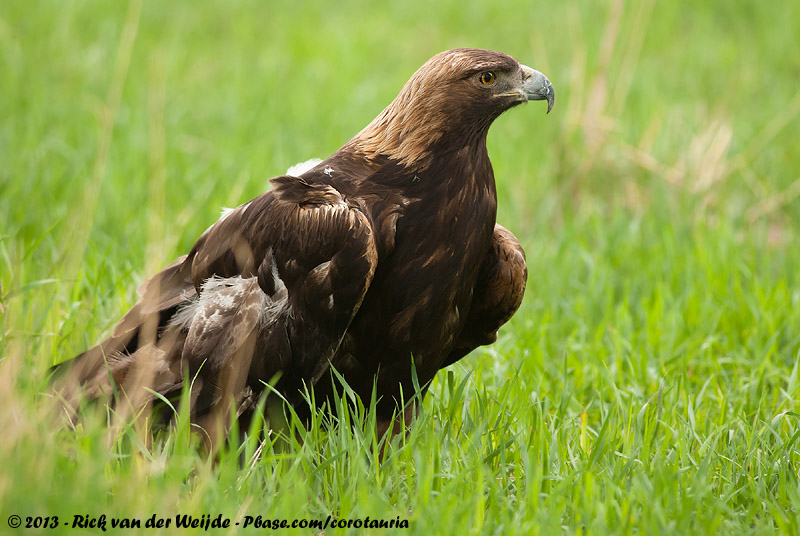 Golden Eagle<br><i>Aquila chrysaetos canadensis</i>