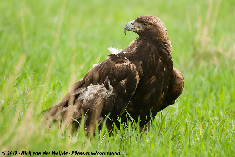 Golden Eagle<br><i>Aquila chrysaetos canadensis</i>