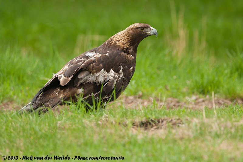 Golden Eagle<br><i>Aquila chrysaetos canadensis</i>