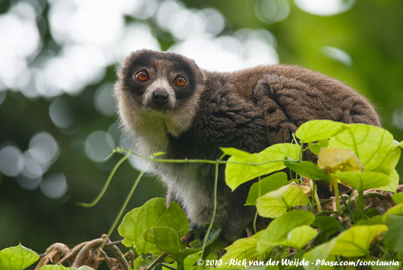 Mongoose Lemur<br><i>Eulemur mongoz</i>